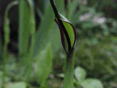 f:id:chuumeikun:20161009025049j:plain