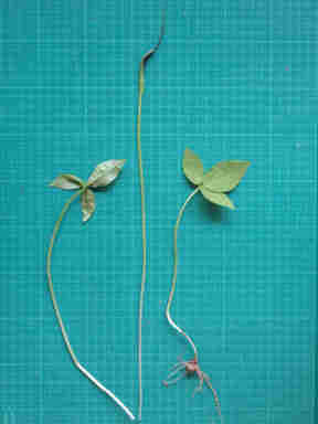 f:id:chuumeikun:20161009025102j:plain