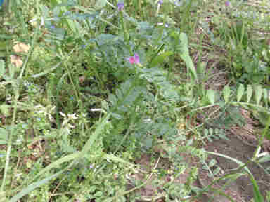 f:id:chuumeikun:20161009025159j:plain