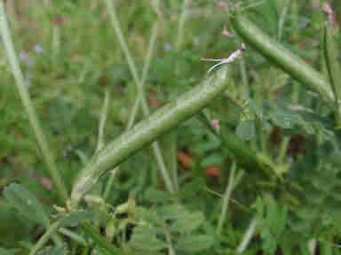 f:id:chuumeikun:20161009025231j:plain