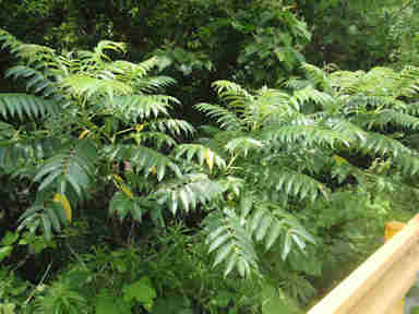 f:id:chuumeikun:20161009025311j:plain