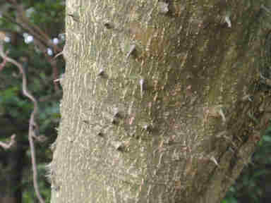 f:id:chuumeikun:20161009025330j:plain