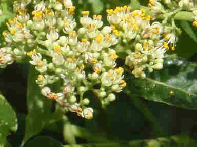 f:id:chuumeikun:20161009025347j:plain