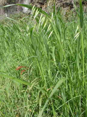 f:id:chuumeikun:20161009025432j:plain