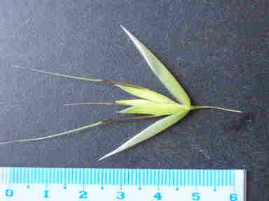 f:id:chuumeikun:20161009025501j:plain