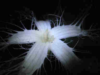 f:id:chuumeikun:20161009025546j:plain