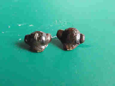 f:id:chuumeikun:20161009025638j:plain