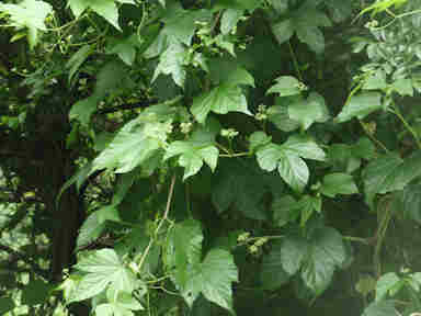 f:id:chuumeikun:20161009025833j:plain