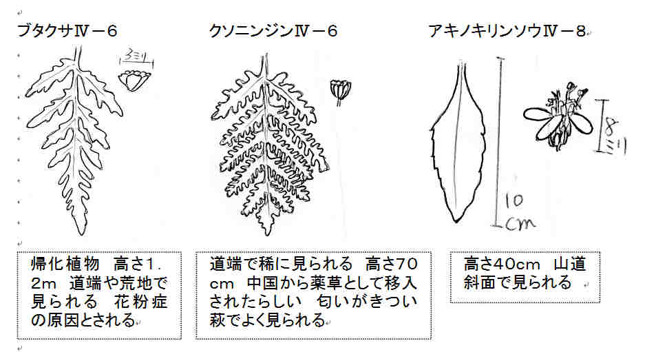 ブタクサとクソニンジンのこと チューメイくんの田舎ぐらし ブタクサとクソニンジンのこと チューメイくんの田舎ぐらし