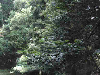 f:id:chuumeikun:20161106021734j:plain f:id:chuumeikun:20161106021734j:plain