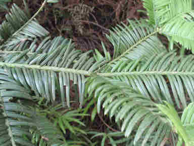 f:id:chuumeikun:20161106021747j:plain f:id:chuumeikun:20161106021747j:plain