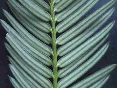 f:id:chuumeikun:20161106021800j:plain f:id:chuumeikun:20161106021800j:plain