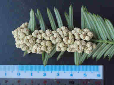 f:id:chuumeikun:20161106021812j:plain f:id:chuumeikun:20161106021812j:plain