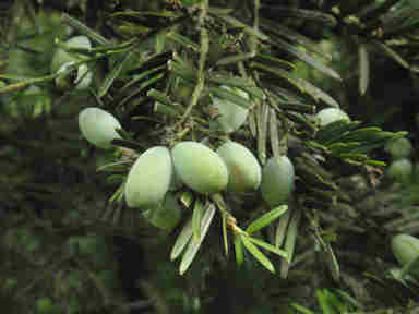 f:id:chuumeikun:20161106021825j:plain f:id:chuumeikun:20161106021825j:plain