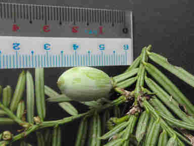 f:id:chuumeikun:20161106021838j:plain f:id:chuumeikun:20161106021838j:plain