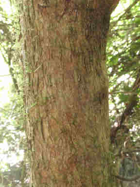 f:id:chuumeikun:20161106021851j:plain f:id:chuumeikun:20161106021851j:plain