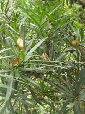 f:id:chuumeikun:20161106021929j:plain f:id:chuumeikun:20161106021929j:plain