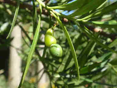 f:id:chuumeikun:20161106021941j:plain f:id:chuumeikun:20161106021941j:plain