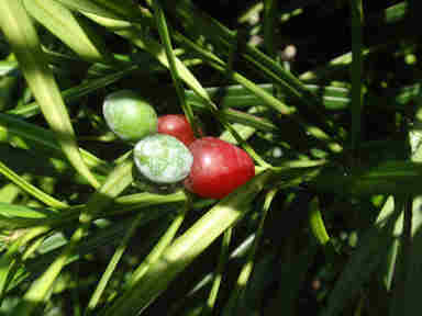 f:id:chuumeikun:20161106021957j:plain f:id:chuumeikun:20161106021957j:plain