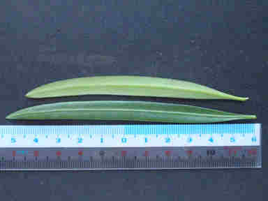 f:id:chuumeikun:20161106022023j:plain f:id:chuumeikun:20161106022023j:plain