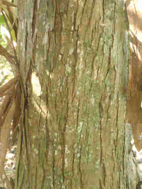 f:id:chuumeikun:20161106022039j:plain f:id:chuumeikun:20161106022039j:plain