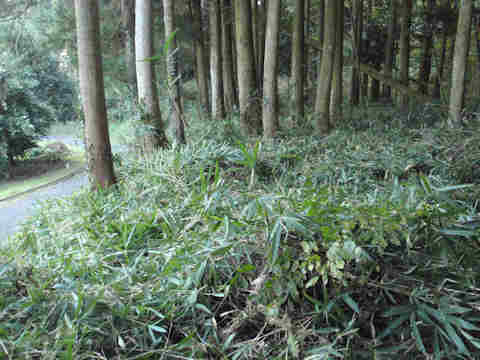 f:id:chuumeikun:20161106022054j:plain f:id:chuumeikun:20161106022054j:plain