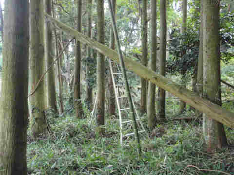 f:id:chuumeikun:20161106022146j:plain f:id:chuumeikun:20161106022146j:plain