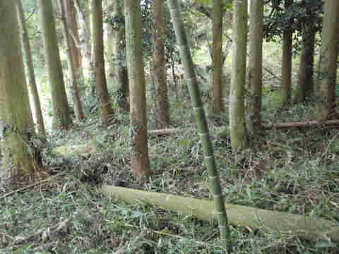 f:id:chuumeikun:20161106022200j:plain f:id:chuumeikun:20161106022200j:plain