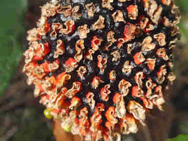 f:id:chuumeikun:20161108021852j:plain