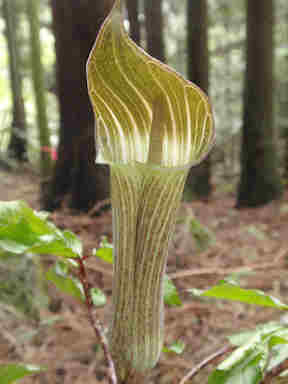 f:id:chuumeikun:20161108021933j:plain