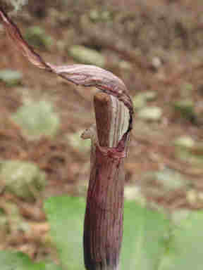 f:id:chuumeikun:20161108021955j:plain