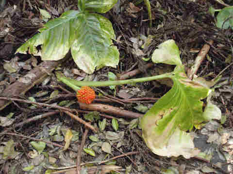 f:id:chuumeikun:20161108022133j:plain