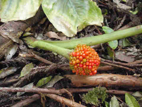 f:id:chuumeikun:20161108022145j:plain