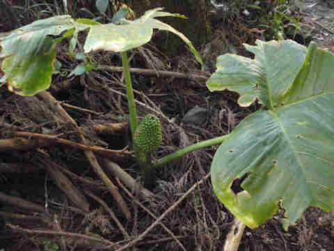 f:id:chuumeikun:20161108022157j:plain