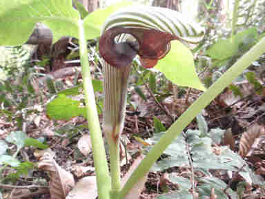 f:id:chuumeikun:20161108022209j:plain