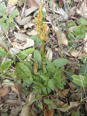 f:id:chuumeikun:20161108022410j:plain