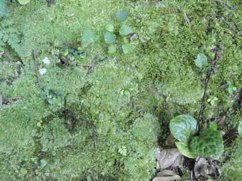 f:id:chuumeikun:20161108022600j:plain