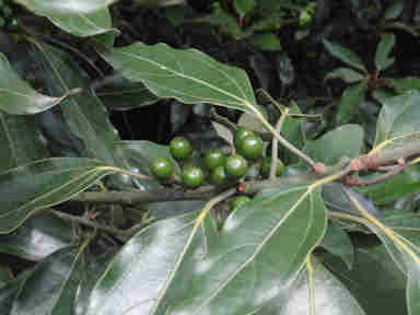 f:id:chuumeikun:20161110053116j:plain