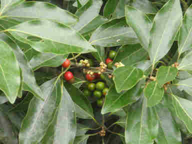 f:id:chuumeikun:20161110053146j:plain