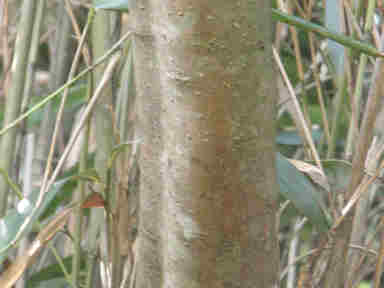 f:id:chuumeikun:20161110053214j:plain