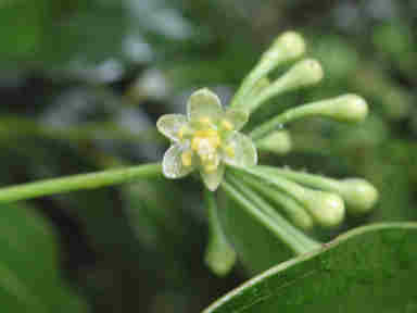 f:id:chuumeikun:20161110053349j:plain