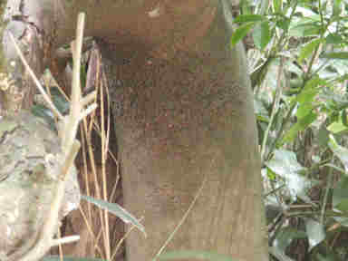 f:id:chuumeikun:20161110053415j:plain