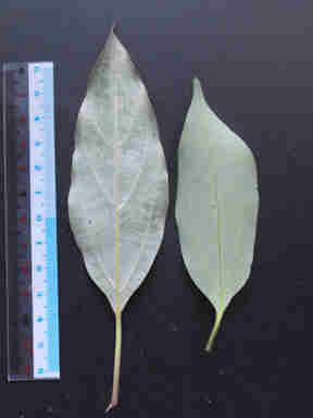 f:id:chuumeikun:20161110053823j:plain