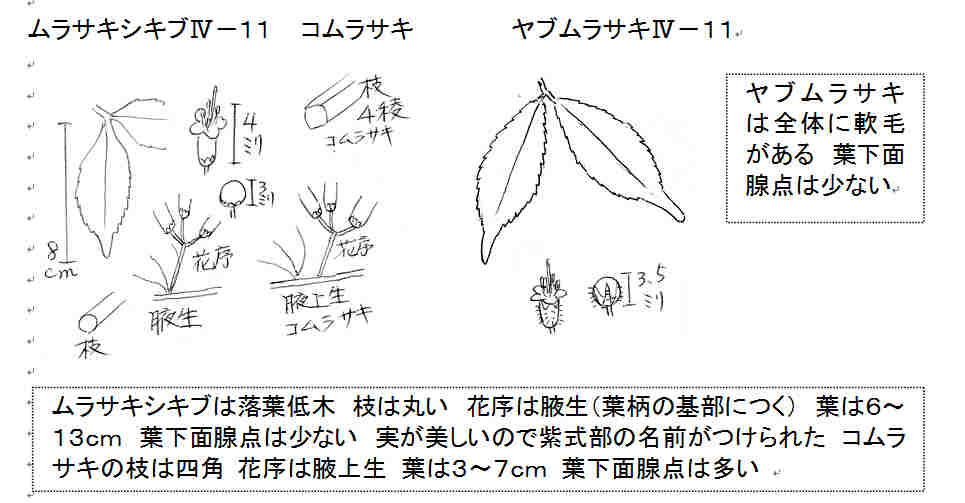 紫の実をつけたムラサキシキブとヤブムラサキ チューメイくんの田舎ぐらし
