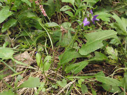 f:id:chuumeikun:20161116011420j:plain f:id:chuumeikun:20161116011420j:plain