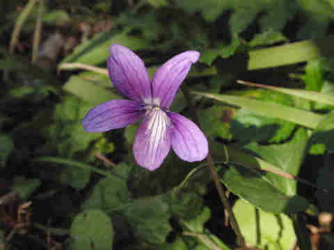 f:id:chuumeikun:20161116011457j:plain f:id:chuumeikun:20161116011457j:plain