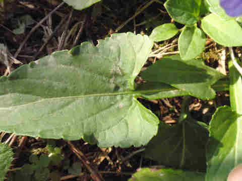 f:id:chuumeikun:20161116011507j:plain f:id:chuumeikun:20161116011507j:plain