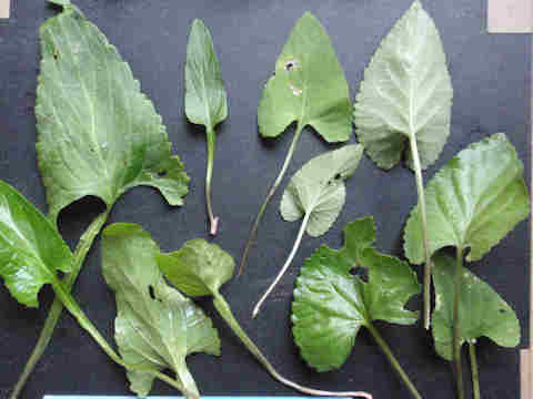 f:id:chuumeikun:20161116011714j:plain f:id:chuumeikun:20161116011714j:plain