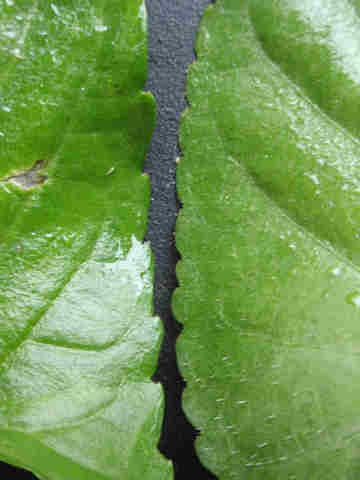 f:id:chuumeikun:20161116011759j:plain f:id:chuumeikun:20161116011759j:plain