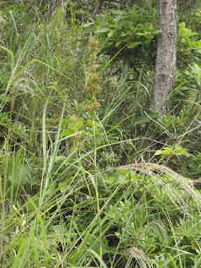 f:id:chuumeikun:20161116011852j:plain f:id:chuumeikun:20161116011852j:plain